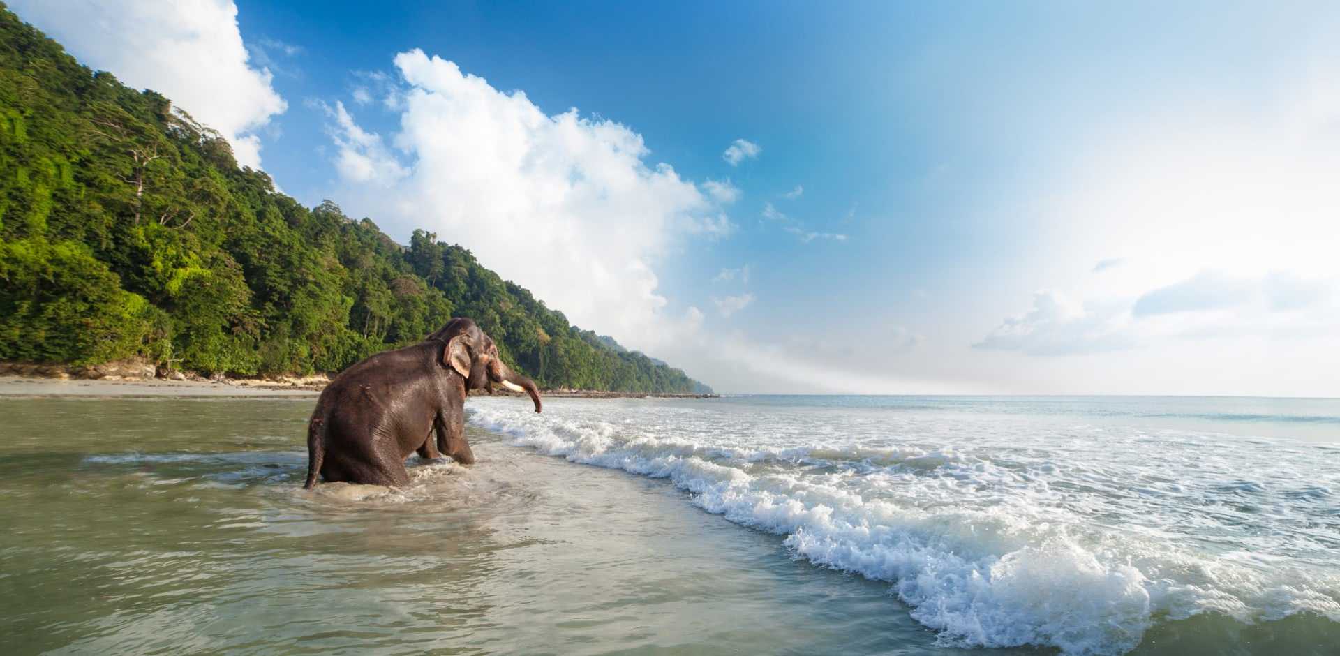 Andamans — Iconic Nature