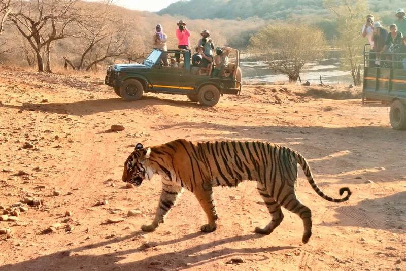 Ranthambore Royal Bengal Tiger Wildlife Safari