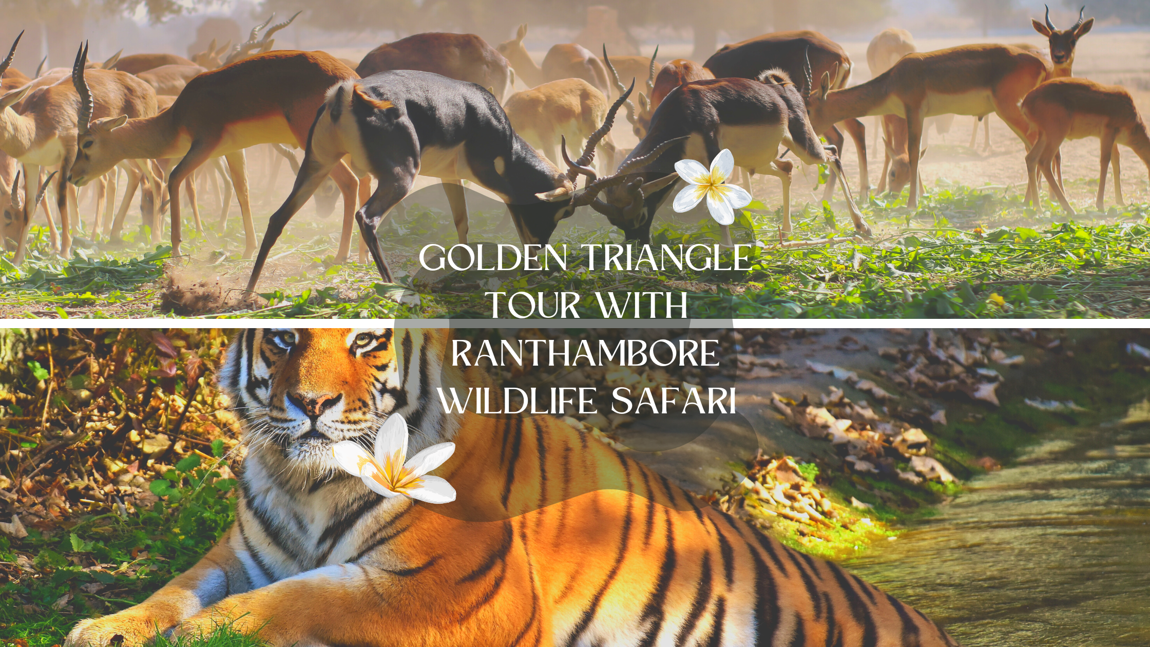 Experience India’s Most Exquisite Treasures On A Golden Triangle Tour With Ranthambore Wildlife Safari