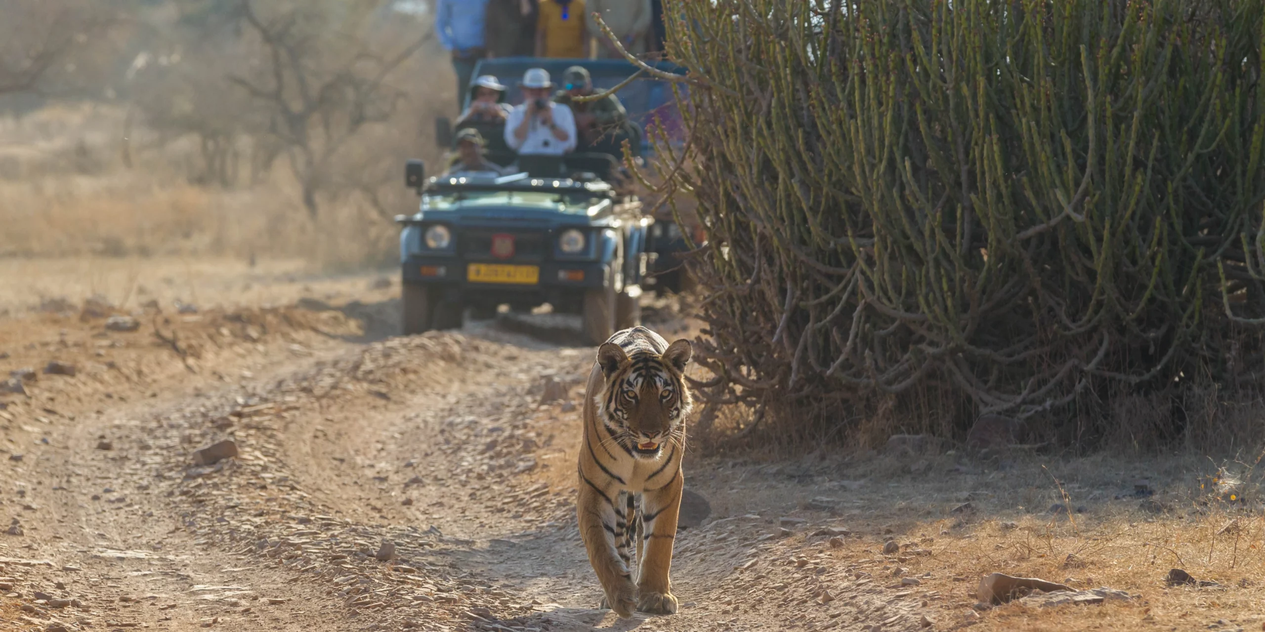 10 Reasons to Get Excited for the Golden Triangle Tour with Ranthambore